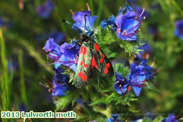  lul 2013 Lulworth moth