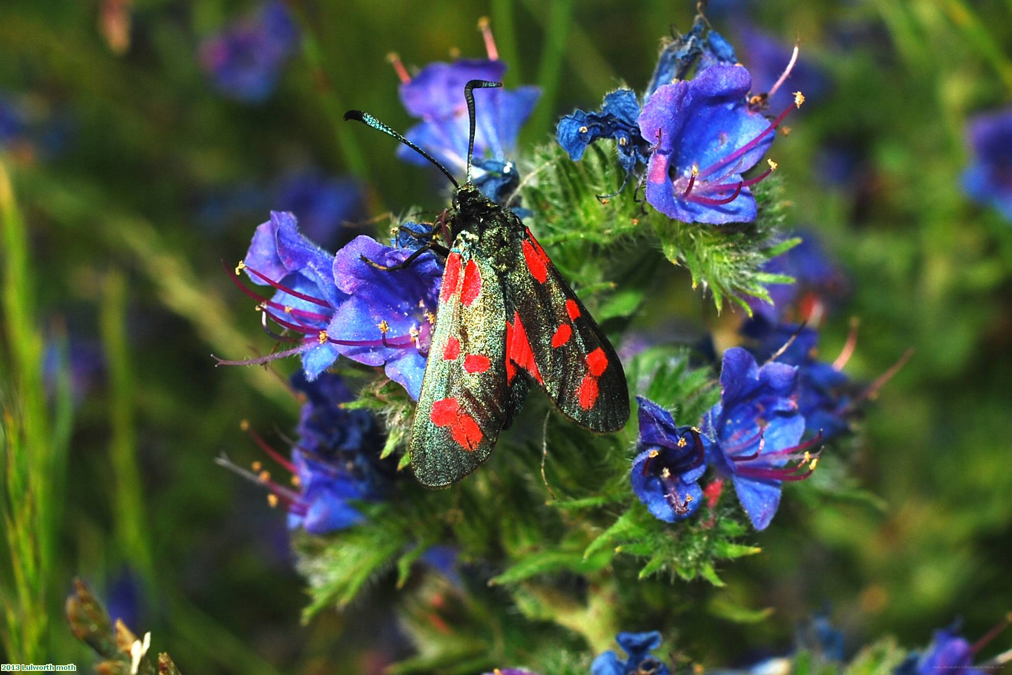 2013 Lulworth moth