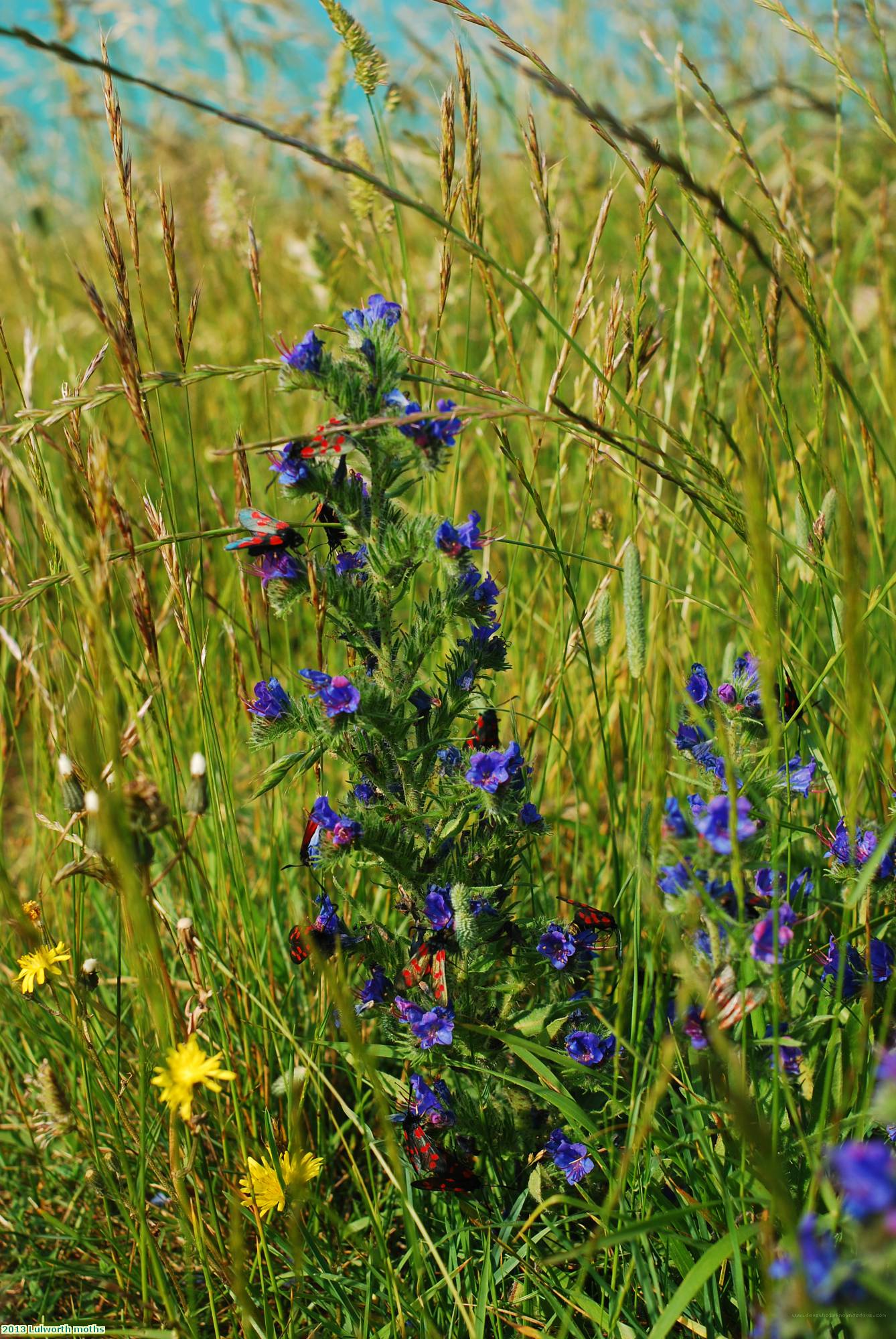 2013 Lulworth moths