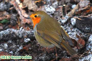  snow 2013 Snow robin