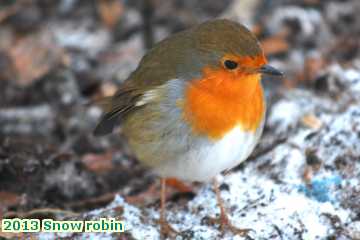  snow 2013 Snow robin