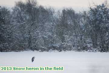  snow 2013 Snow heron in the field