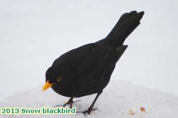  snow 2013 Snow blackbird