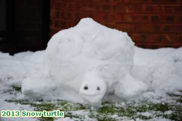  snow 2013 Snow turtle