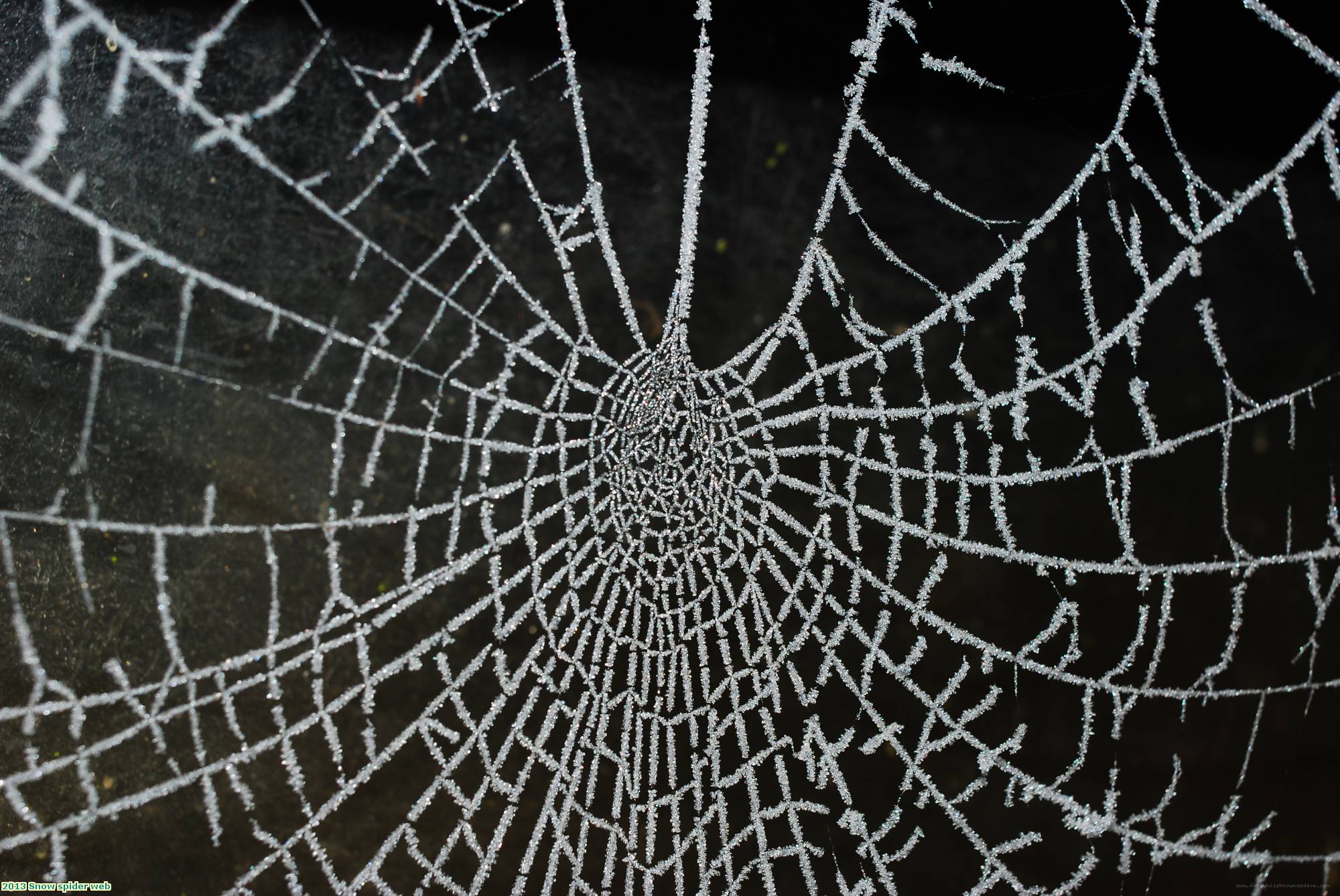 2013 Snow spider web