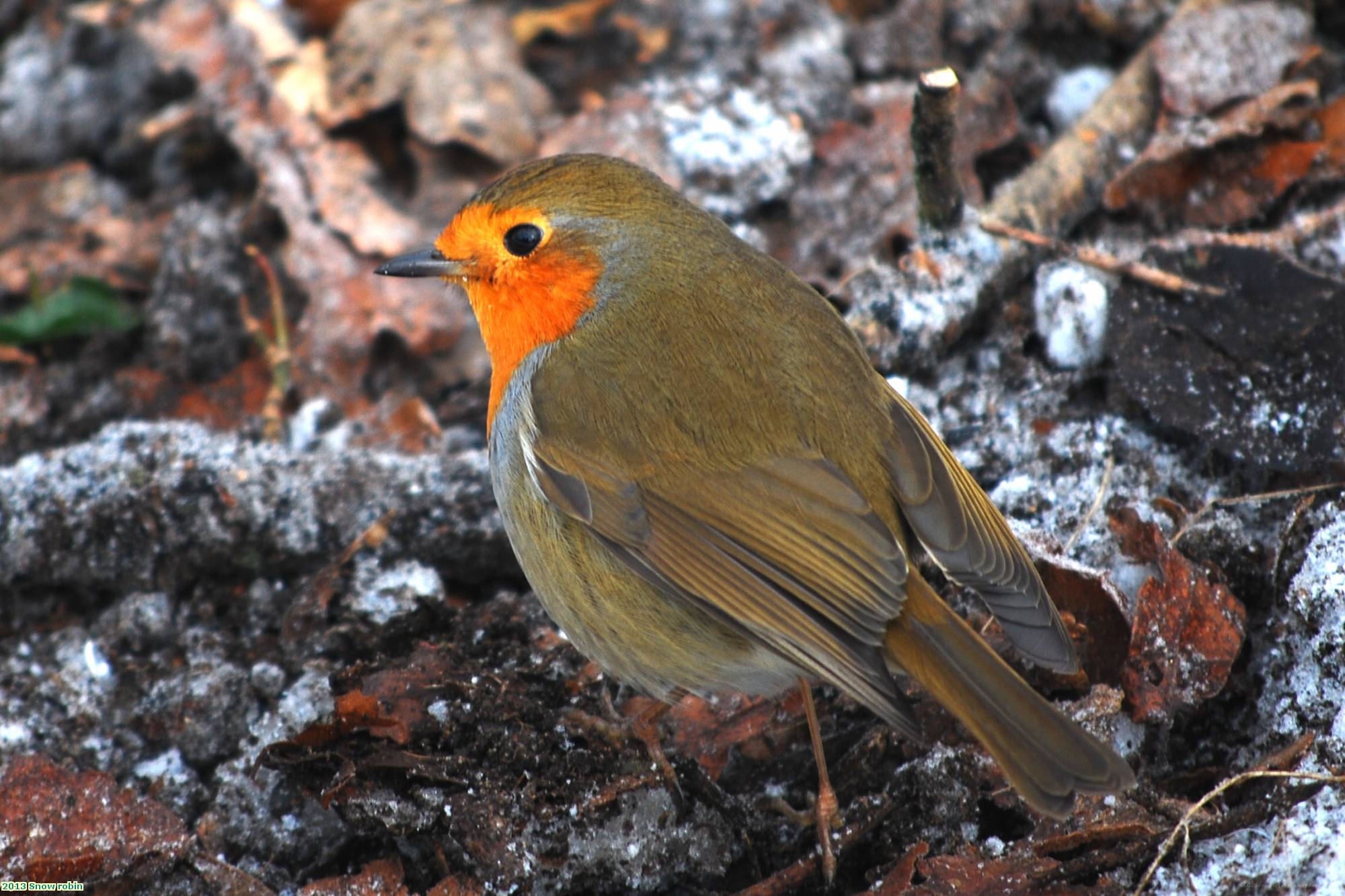 2013 Snow robin