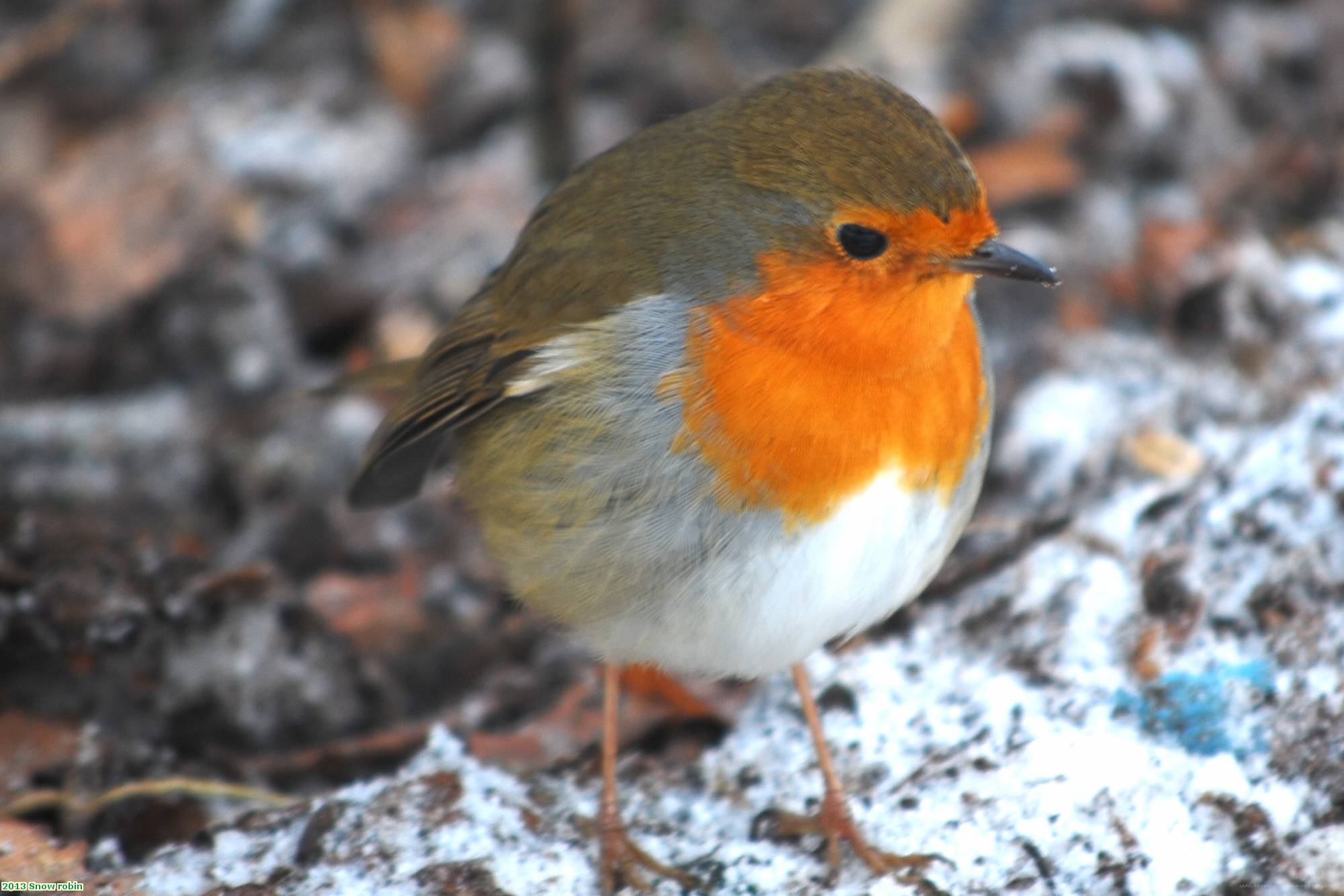 2013 Snow robin