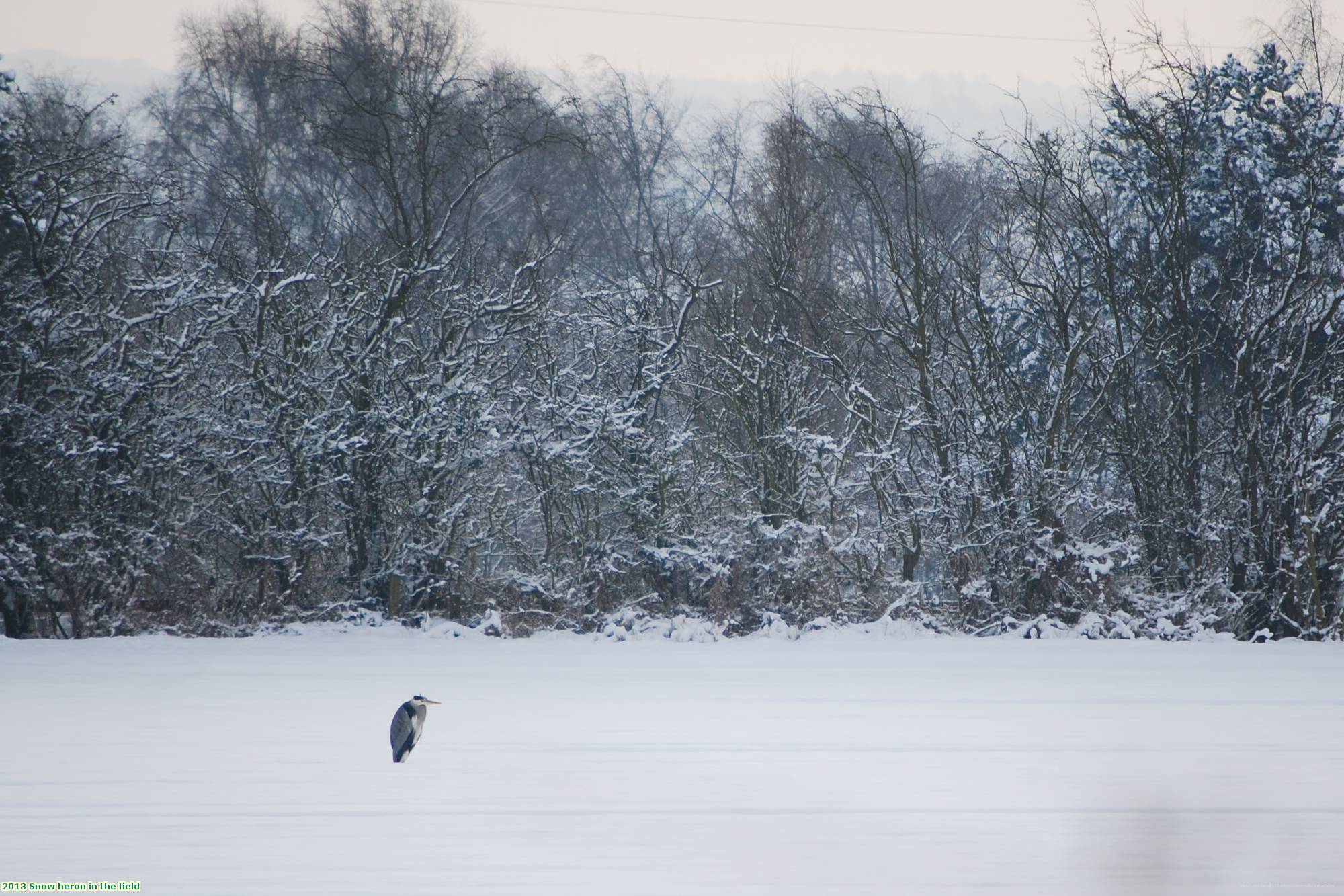 2013 Snow heron in the field