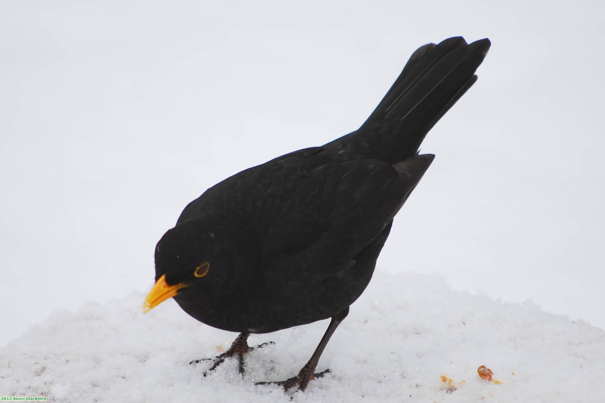 2013 Snow blackbird