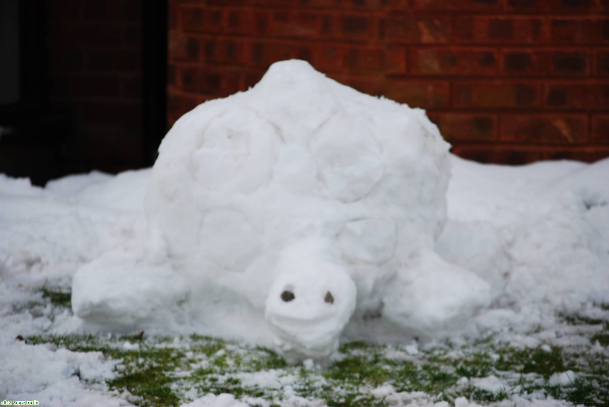 2013 Snow turtle