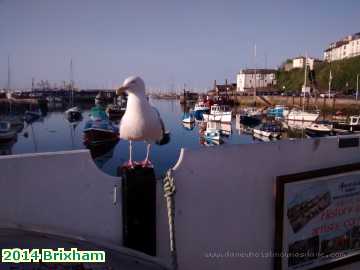  dart 2014 Brixham