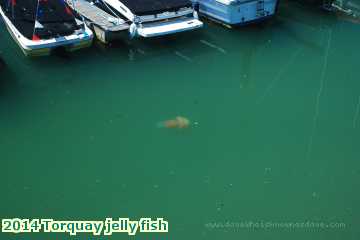  dart2 2014 Torquay jelly fish