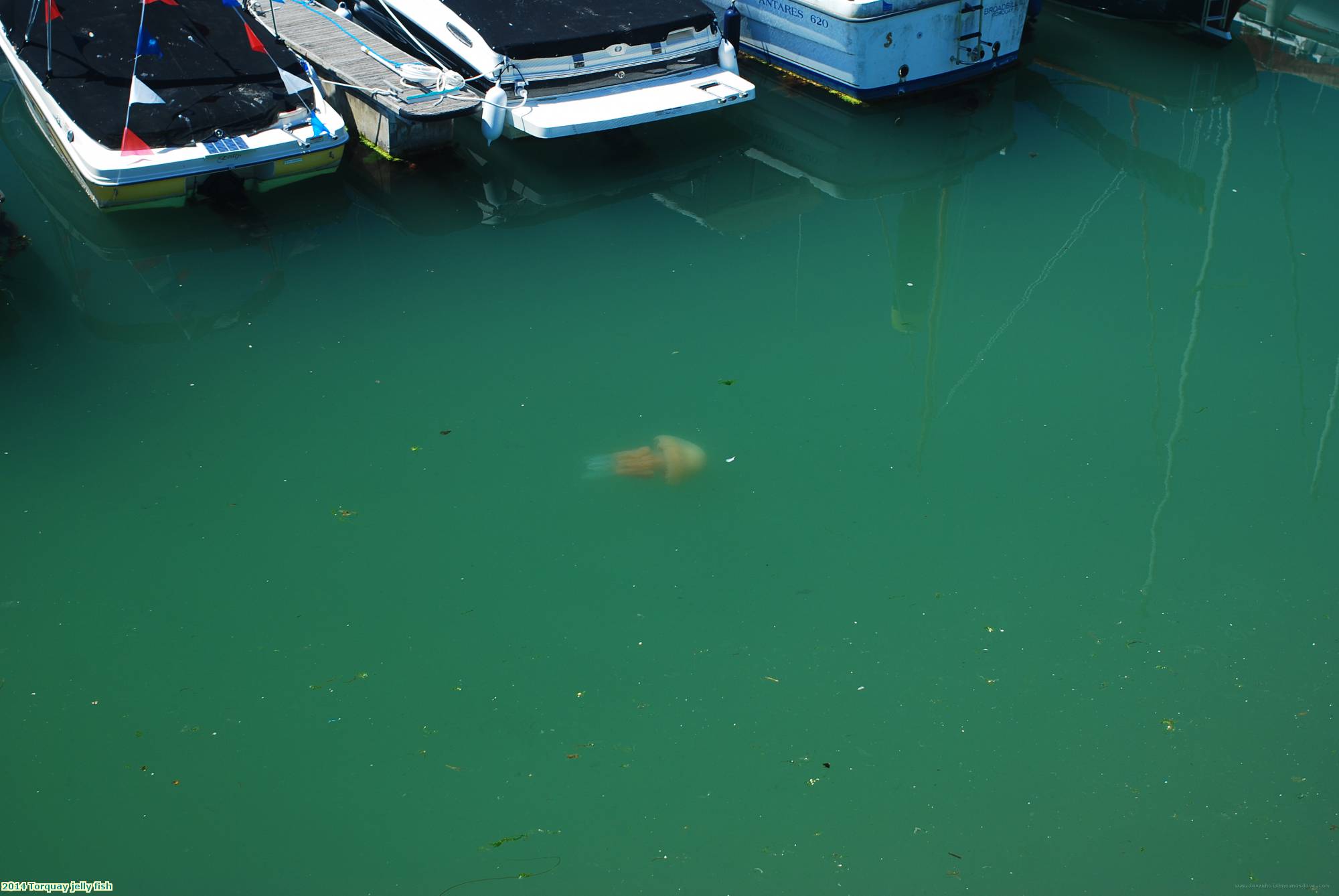 2014 Torquay jelly fish