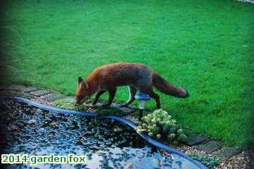  gard 2014 garden fox