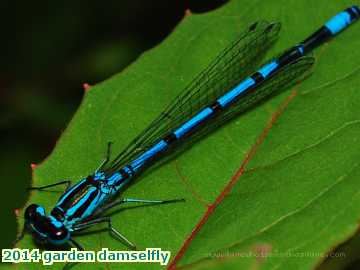  gard 2014 garden damselfly