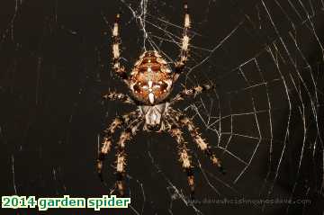  gard 2014 garden spider