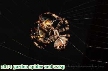  gard 2014 garden spider and wasp