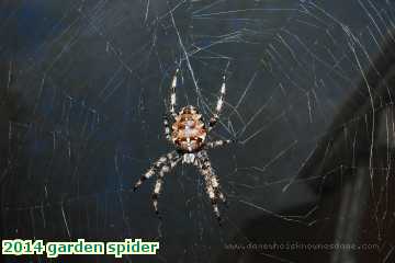  gard 2014 garden spider