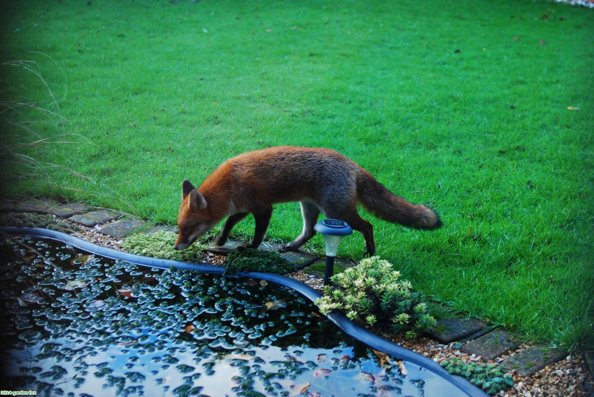 2014 garden fox