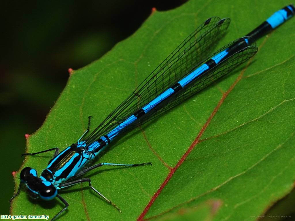 2014 garden damselfly