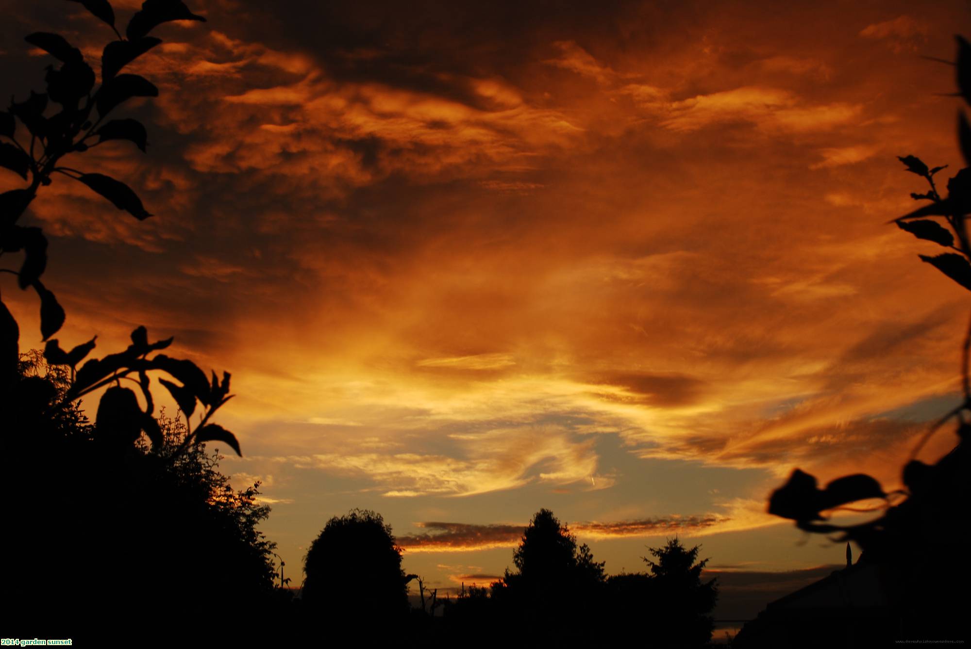 2014 garden sunset