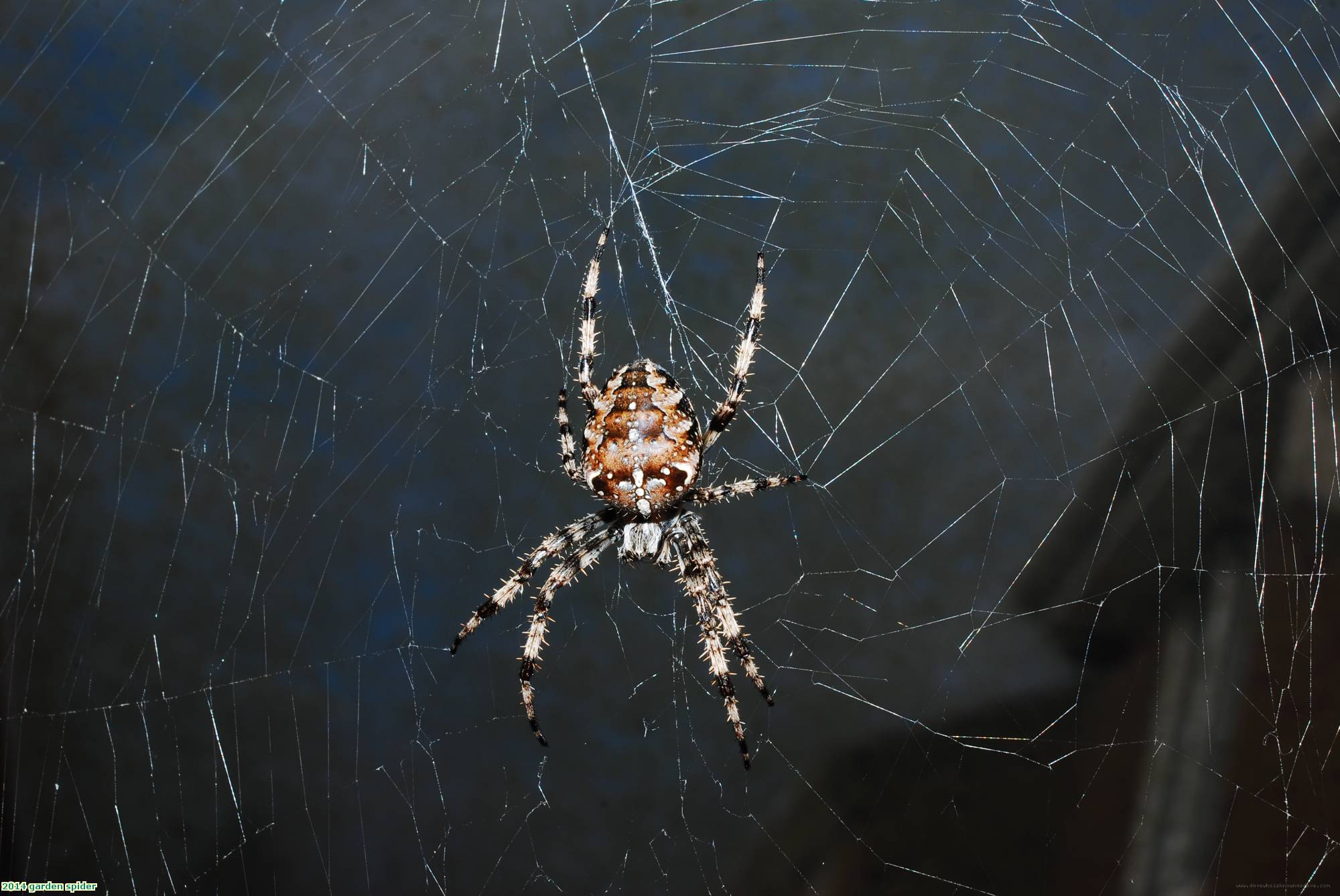 2014 garden spider