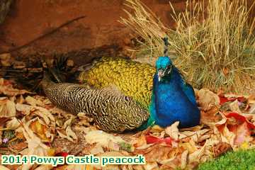  lan 2014 Powys Castle peacock