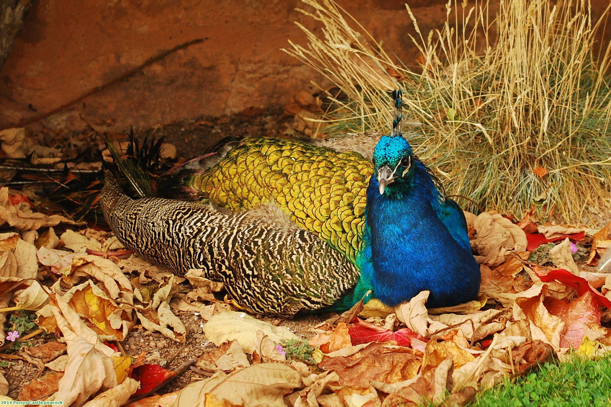 2014 Powys Castle peacock