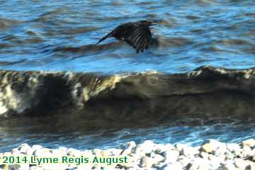  lyme3 2014 Lyme Regis August