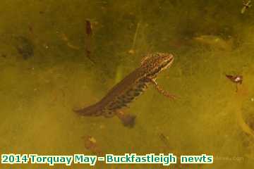  torq 2014 Torquay May - Buckfastleigh  newts