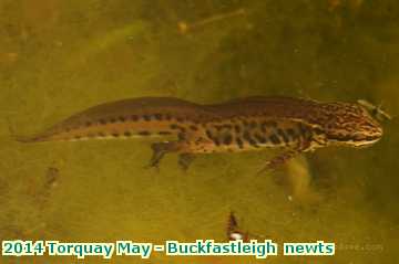  torq 2014 Torquay May - Buckfastleigh  newts