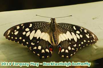  torq 2014 Torquay May - Buckfastleigh butterfly