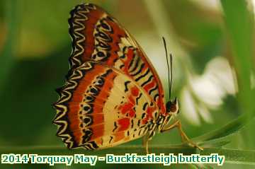  torq 2014 Torquay May - Buckfastleigh butterfly