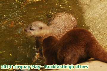  torq 2014 Torquay May - Buckfastleigh otters