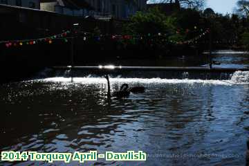  torq 2014 Torquay April - Dawlish