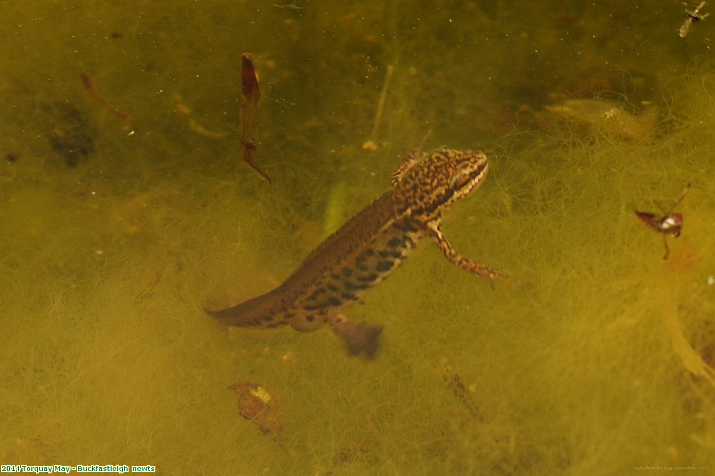 2014 Torquay May - Buckfastleigh  newts