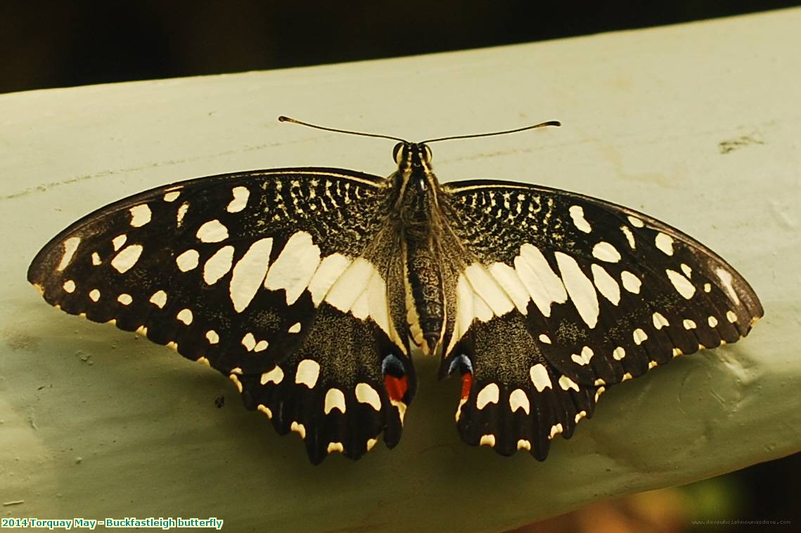 2014 Torquay May - Buckfastleigh butterfly