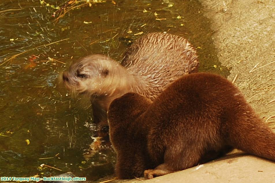 2014 Torquay May - Buckfastleigh otters