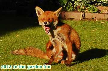  gard 2015 In the garden fox