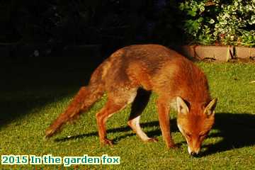  gard 2015 In the garden fox