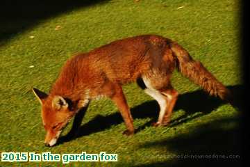  gard 2015 In the garden fox