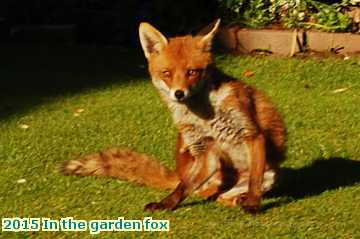  gard 2015 In the garden fox