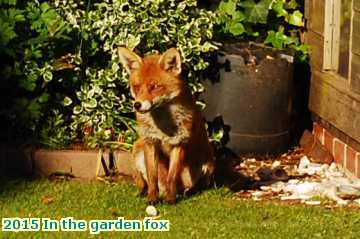  gard 2015 In the garden fox