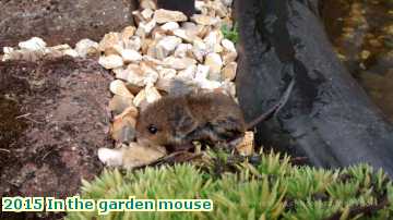  gard 2015 In the garden mouse