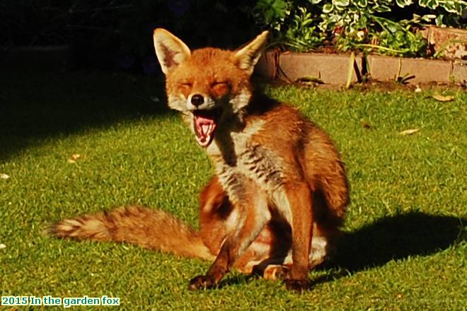 2015 In the garden fox