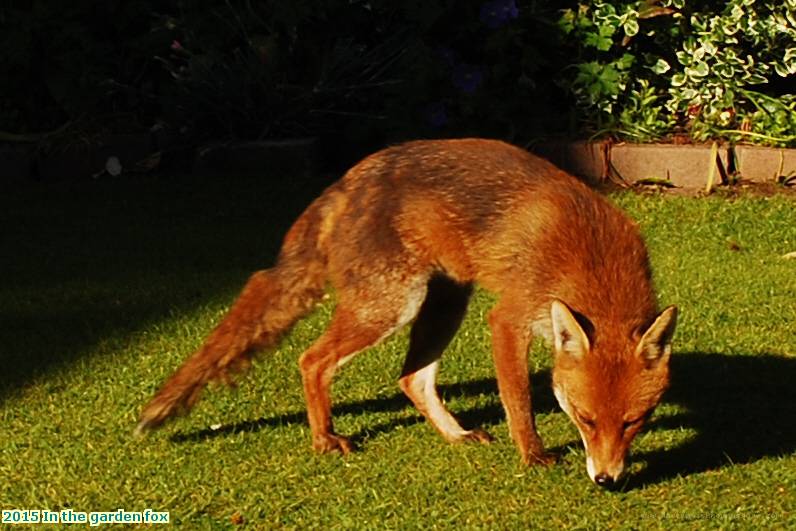 2015 In the garden fox