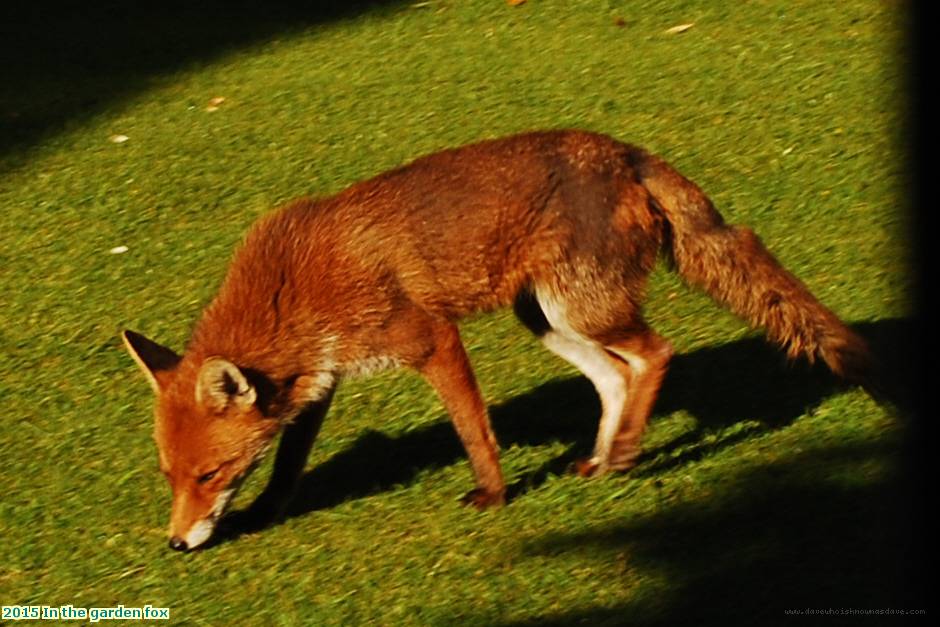 2015 In the garden fox