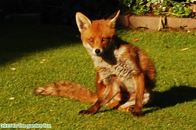 2015 In the garden fox