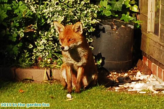 2015 In the garden fox