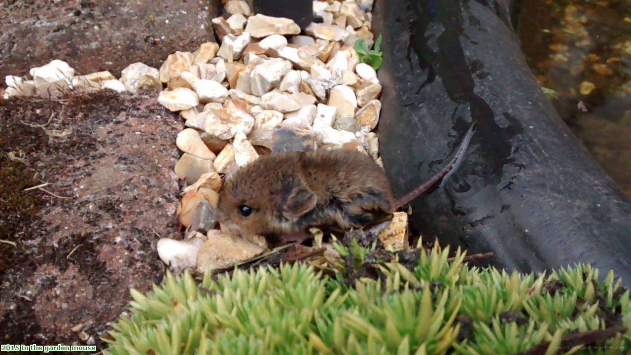 2015 In the garden mouse